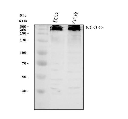 Anti-NCOR2 Antibody Picoband® Boster Bio