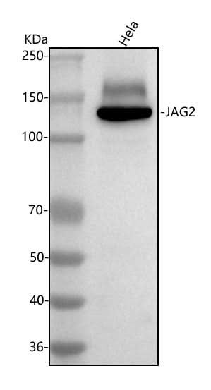 Anti-Jagged 2/JAG2 Antibody Picoband® Boster Bio