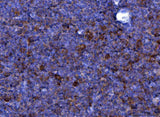 Anti-Eotaxin/Ccl11 Antibody Boster Bio