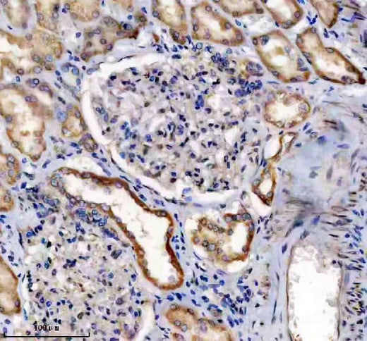Anti-IHH Antibody Picoband® Boster Bio
