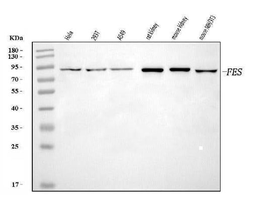 Anti-FES Antibody Picoband® Boster Bio