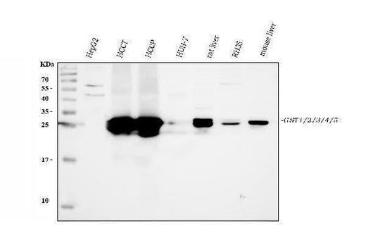 Anti-GSTA1/A2/A3/A4/A5 Antibody Picoband® Boster Bio