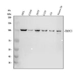 Anti-TRPC3 Antibody Picoband® Boster Bio