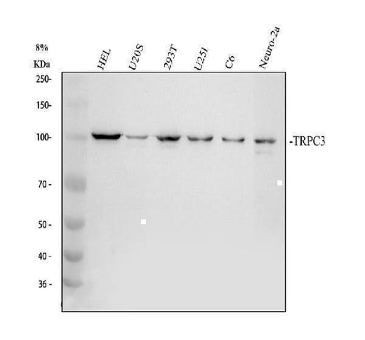 Anti-TRPC3 Antibody Picoband® Boster Bio