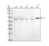 Anti-ASCT2/SLC1A5 Antibody Picoband® Boster Bio