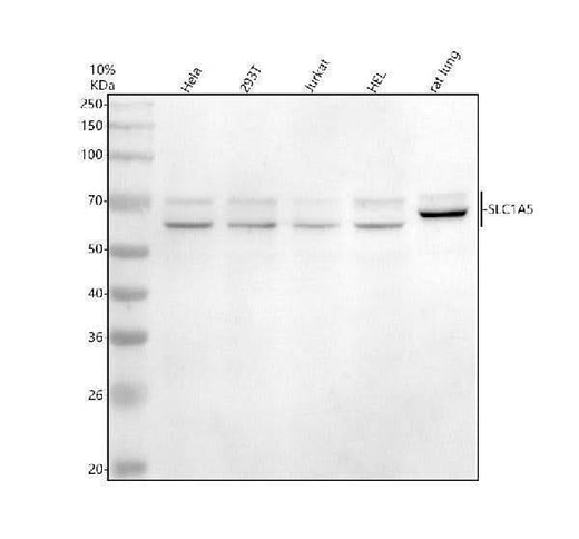 Anti-ASCT2/SLC1A5 Antibody Picoband® Boster Bio