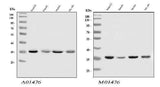 Anti-HnRNP A1/HNRNPA1 Antibody Picoband® Boster Bio