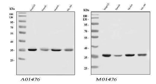 Anti-HnRNP A1/HNRNPA1 Antibody Picoband® Boster Bio