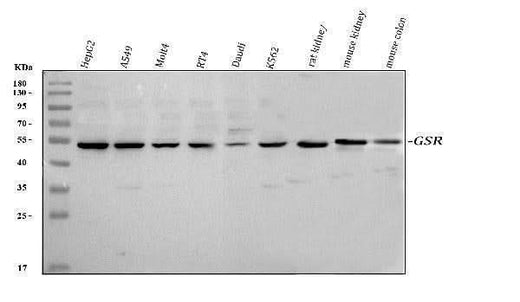 Anti-Glutathione Reductase/GSR Antibody Picoband® Boster Bio
