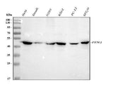 Anti-FEN1 Antibody Picoband® Boster Bio