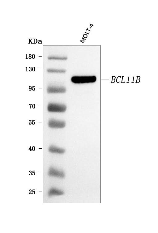 Anti-BCL11B Antibody Picoband® Boster Bio