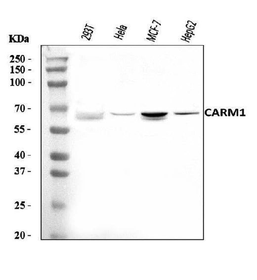Anti-CARM1 Antibody Picoband® Boster Bio