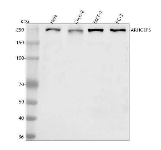 Anti-ARHGEF5 Antibody Picoband® Boster Bio