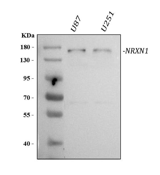 Anti-Neurexin 1/NRXN1 Antibody Picoband® Boster Bio