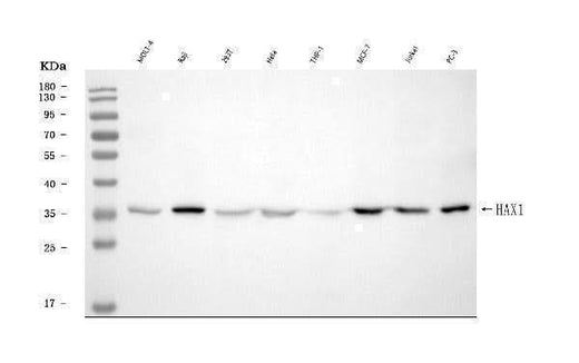 Anti-HAX1 Antibody Picoband® Boster Bio