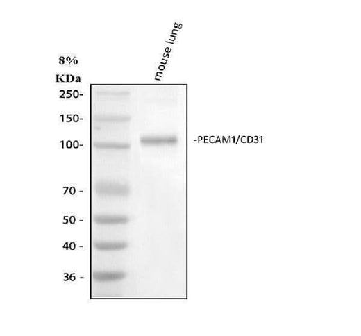 Anti-CD31/Pecam1 Antibody Picoband® Boster Bio