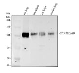 Anti-CD31/Pecam1 Antibody Picoband® Boster Bio