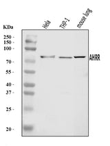 Anti-AHRR Antibody Picoband® Boster Bio