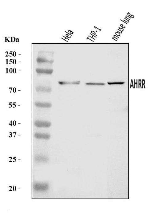 Anti-AHRR Antibody Picoband® Boster Bio