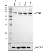 Anti-AHRR Antibody Picoband® Boster Bio