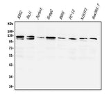 Anti-PI3K-gamma/PIK3CG Antibody Picoband® Boster Bio