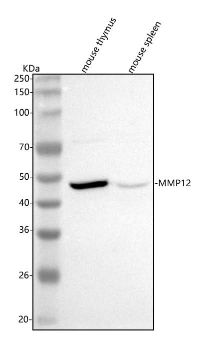 Anti-Mmp12 Antibody Picoband® Boster Bio