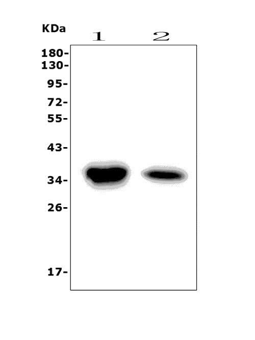 Anti-Carbonic Anhydrase 4/CA4 Picoband® Antibody Boster Bio