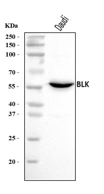 Anti-BLK Antibody Picoband® Boster Bio