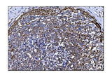 Anti-TLR8 Antibody Boster Bio