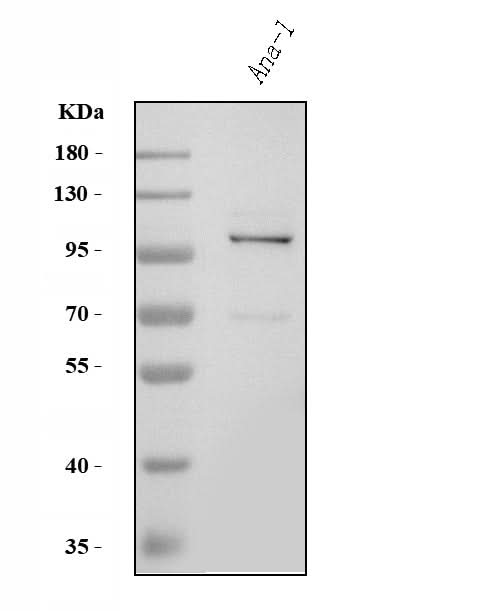 Anti-Tlr8 Antibody Picoband® Boster Bio