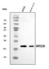 Anti-MAP1LC3A Antibody Picoband® Boster Bio