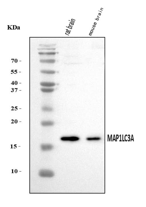 Anti-MAP1LC3A Antibody Picoband® Boster Bio