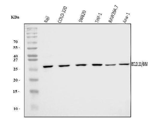 Anti-Bim/BCL2L11 Antibody Picoband® Boster Bio