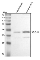 Anti-Bim/Bcl2l11 Antibody Picoband® Boster Bio