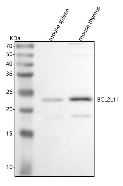 Anti-Bim/Bcl2l11 Antibody Picoband® Boster Bio