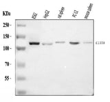 Anti-CIITA Antibody Picoband® Boster Bio