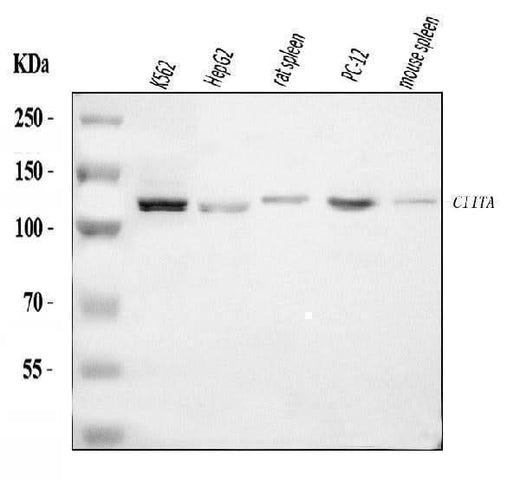 Anti-CIITA Antibody Picoband® Boster Bio