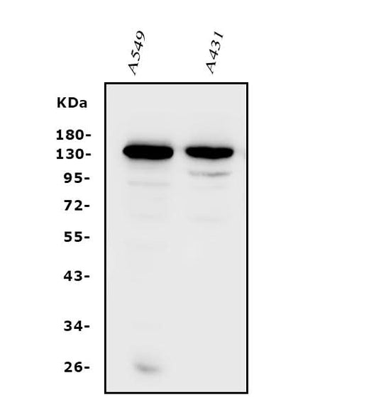 Anti-Integrin alpha V/ITGAV Antibody Picoband® Boster Bio