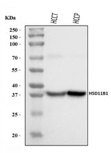 Anti-HSD11B1 Antibody Picoband® Boster Bio