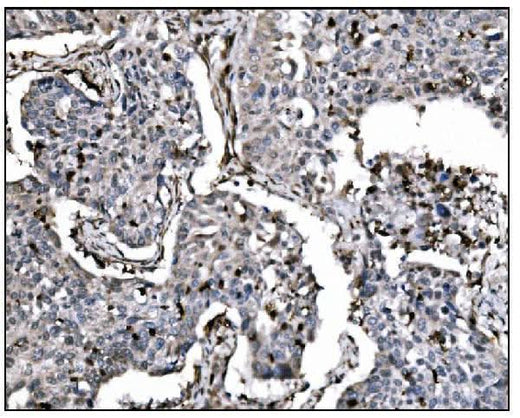 Anti-Fos B/FOSB Antibody Boster Bio