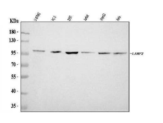 Anti-LAMP2 Antibody Picoband® Boster Bio