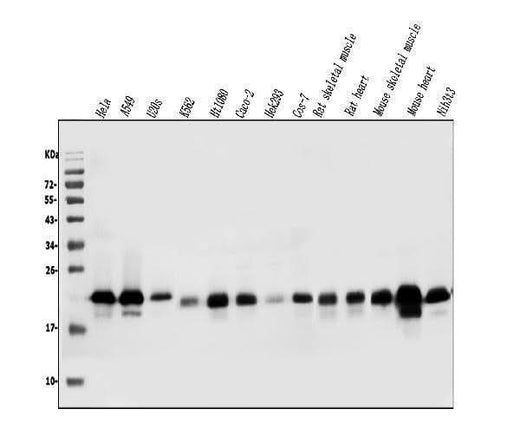 Anti-Caveolin-2/CAV2 Antibody Picoband® Boster Bio