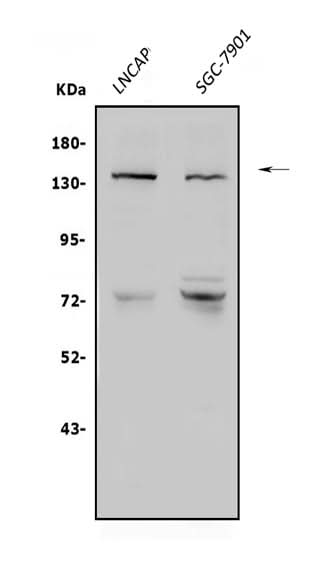 Anti-N-Cadherin-2 CDH2 CD325-Antibody Picoband® Boster Bio