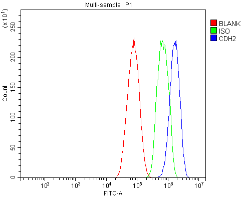 Anti-N Cadherin/CDH2 Antibody Picoband® Boster Bio