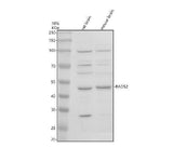 Anti-RAD52 Antibody Picoband® Boster Bio