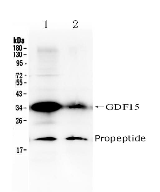 Anti-GDF15 Antibody Picoband® Boster Bio