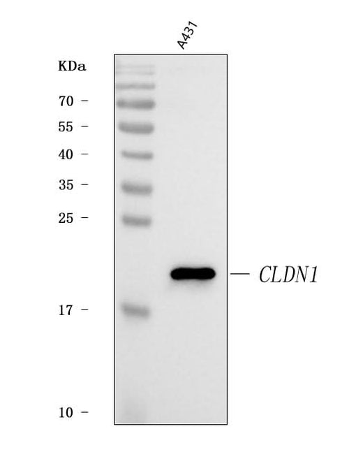 Anti-Claudin 1/CLDN1 Antibody Picoband® Boster Bio