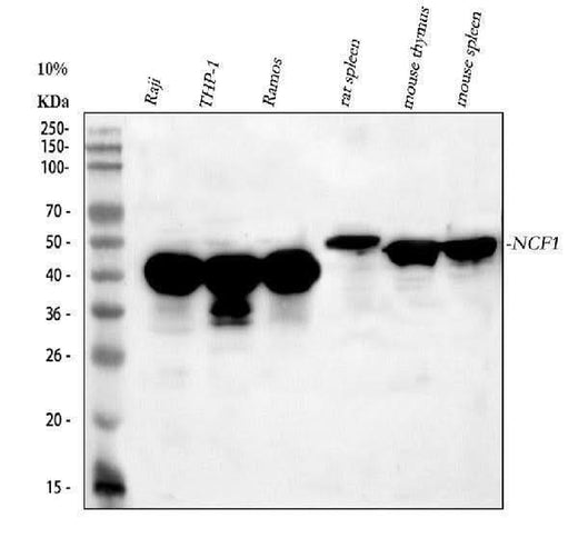 Anti-p47 phox/NCF1 Antibody Picoband® Boster Bio