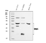 Anti-Cathepsin L/MEP/Ctsl Antibody Picoband® Boster Bio