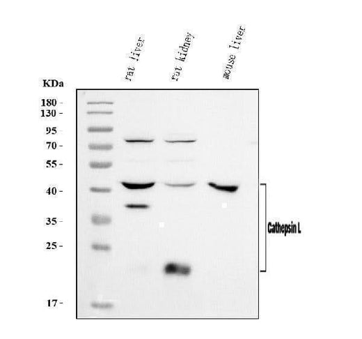 Anti-Cathepsin L/MEP/Ctsl Antibody Picoband® Boster Bio